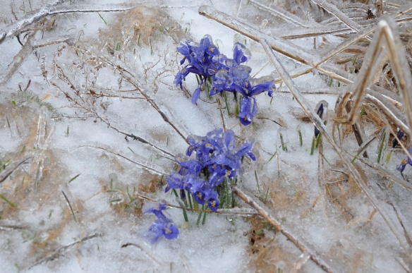 Siberian Iris in Ice